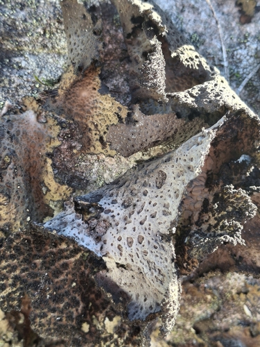 Lasallia pustulata