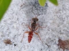 Miscophini