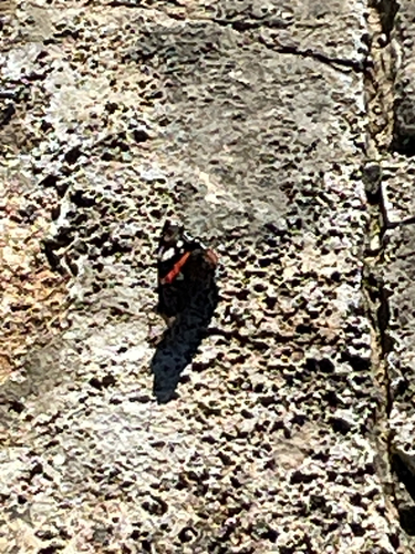 Red Admiral