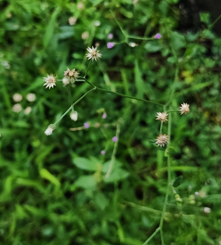 Cyanthillium cinereum, photograph 1