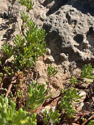 Limbarda crithmoides, photograph 2