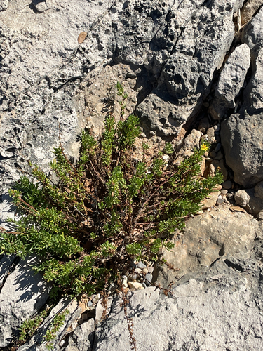 Limbarda crithmoides, photograph 3