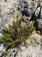 Limbarda crithmoides, photograph author not stated, no rights reserved