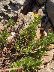 Limbarda crithmoides