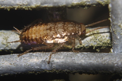 Parellipsidion latipenne