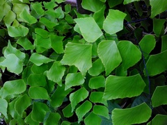 Adiantum trapeziforme