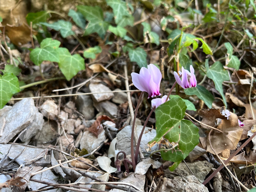 Ivy-leaved cyclamen