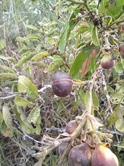 Davilla elliptica