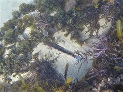 Eupetrichthys angustipes