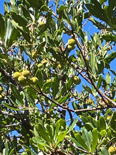 strawberry tree