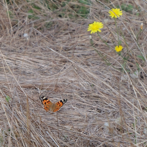 Painted Lady