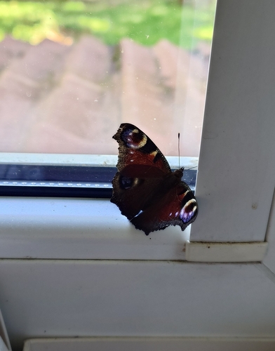 European Peacock Butterfly