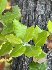 author not stated, no rights reserved Quercus ilex, photograph author not stated, no rights reserved