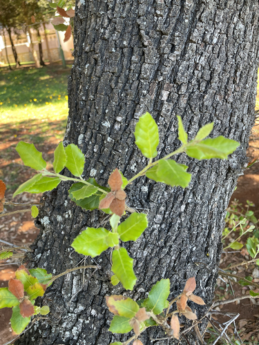 Holm oak
