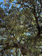 author not stated, no rights reserved Quercus ilex, photograph author not stated, no rights reserved