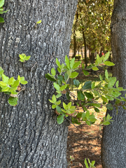 author not stated, no rights reserved Quercus ilex, photograph author not stated, no rights reserved
