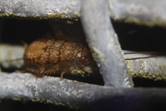 Parellipsidion latipenne