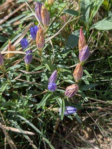 marsh gentian