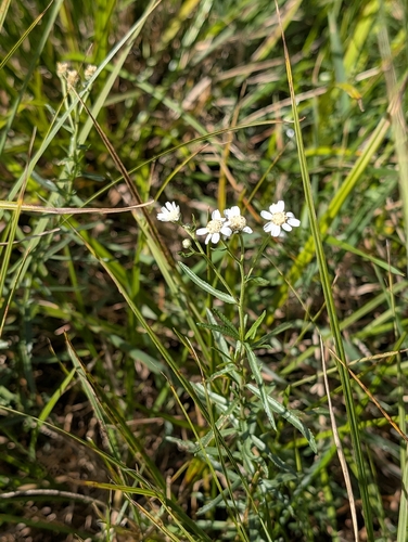 Sneezewort