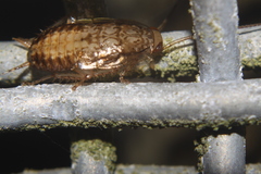 Parellipsidion latipenne