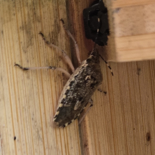 Mottled Stink Bug