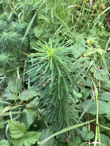 cypress spurge