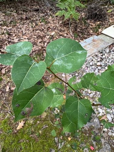 quaking aspen