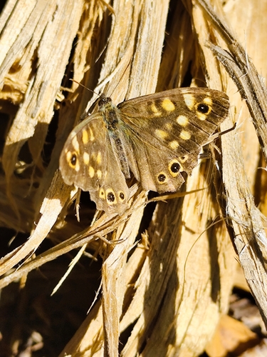 Speckled Wood