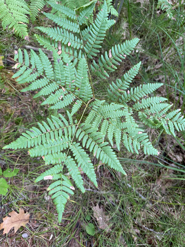 common bracken