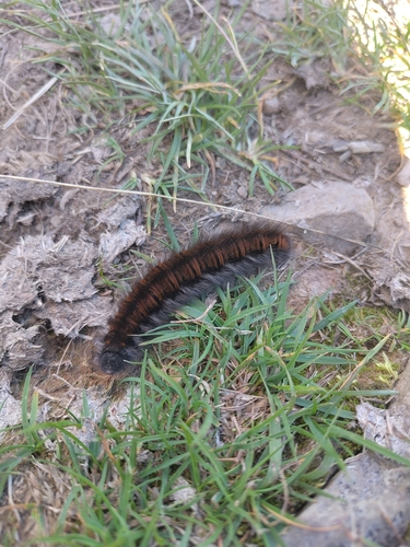 Fox Moth