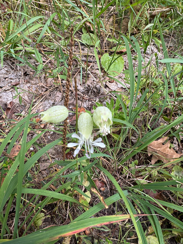 bladder campion