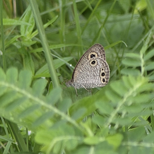 Common Four-ring