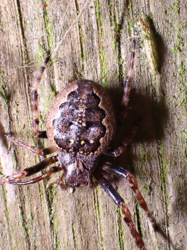 Walnut Orbweaver