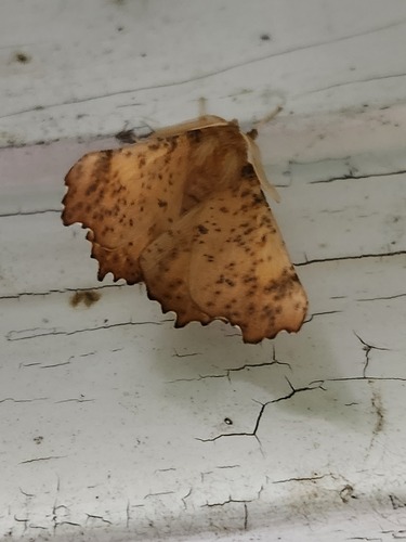 Maple Spanworm Moth