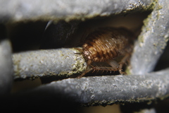 Parellipsidion latipenne