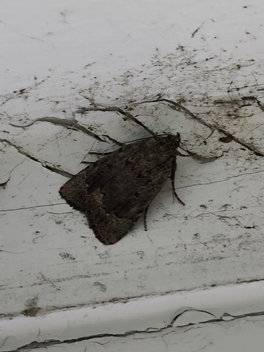 American Copper Underwing