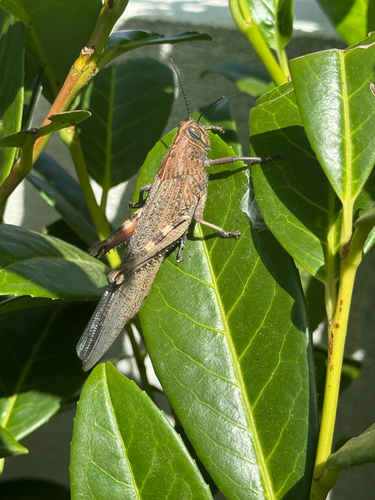 Egyptian Bird Grasshopper