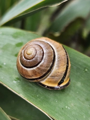 Brown-lipped Snail
