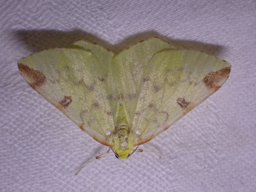 Brimstone Moth