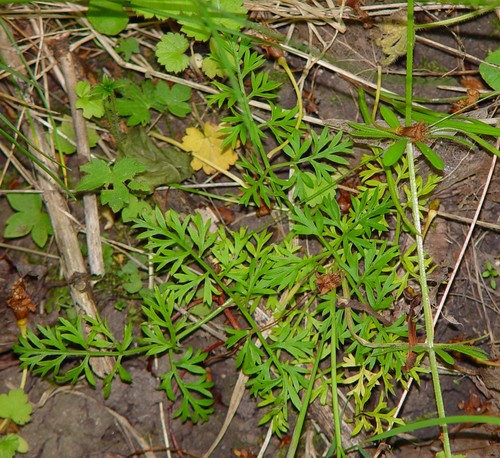 Pignut