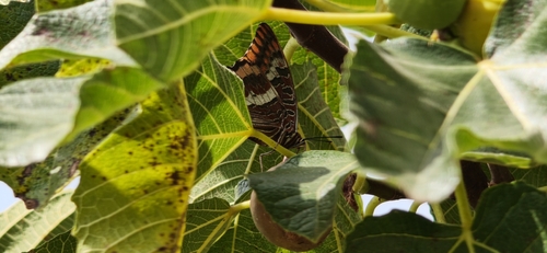 Two-tailed Pasha