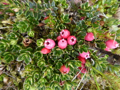 Disterigma empetrifolium