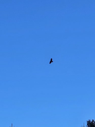 Common Buzzard