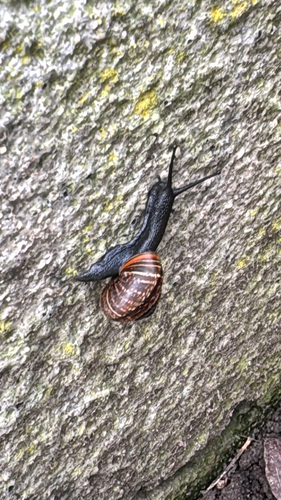 Copse Snail