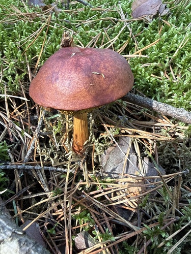Aureoboletus projectellus