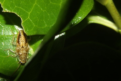 Parellipsidion latipenne