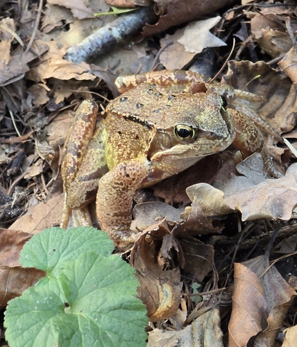 European Common Frog