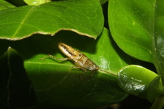 Parellipsidion latipenne