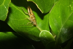 Parellipsidion latipenne