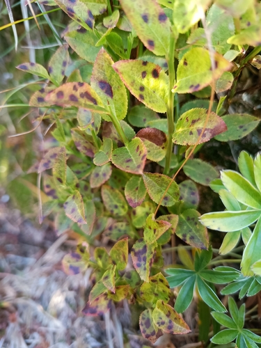 common bilberry